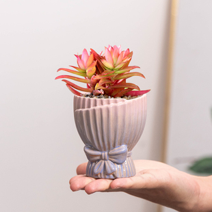 创意多肉花盆渐变陶瓷可爱花束高脚盆栽法师老桩透气粗陶家居摆件