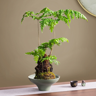 苔藓球托盘中式 陶瓷文竹水培器皿绿植蕨类花盆家用客厅景观盆栽