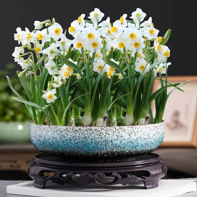 花盆水仙盆水培器皿铜钱草花盆家用水养一叶莲睡莲桌面陶瓷带托盘