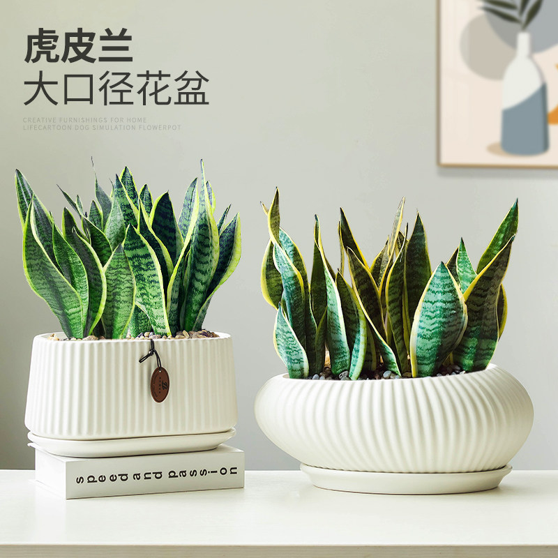 虎皮兰透气客厅花盆简约陶瓷图片