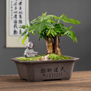 紫砂长方形盆栽陶瓷花盆禅意桌面盆景小摆件透气带托盘绿植专用盆