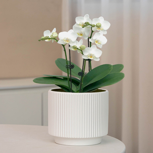 简约蝴蝶兰专用花盆陶瓷纯白竖纹大口径家用绿植盆栽盆桌面摆件