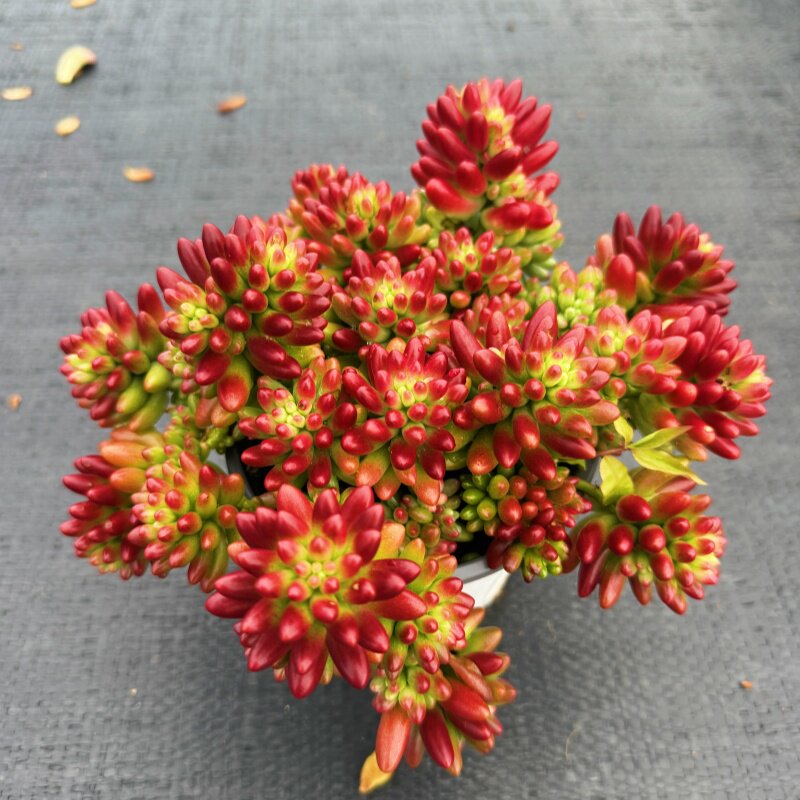 翰林苑 虹之玉 红之玉多肉植物带盆栽好发云南基地直发