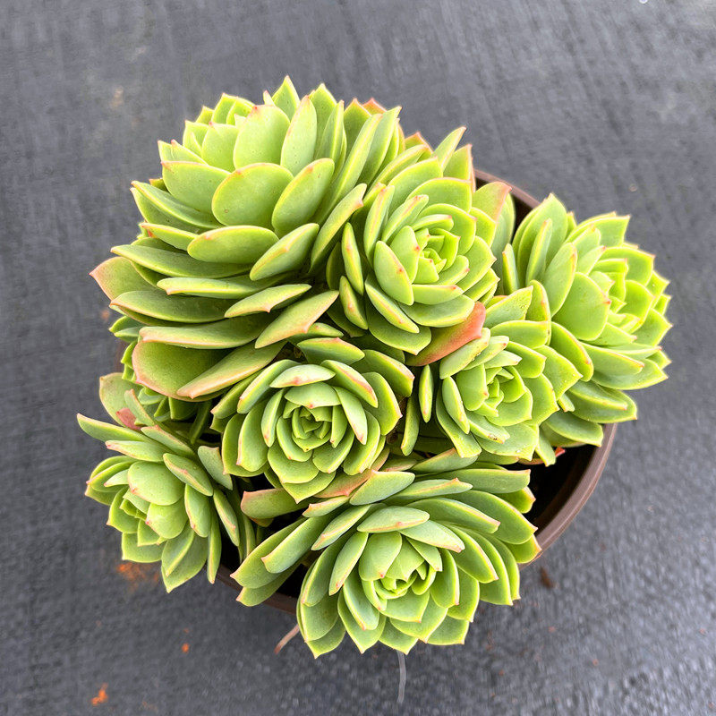 茗居园艺 绿蔷薇整桩多头自然群生 多肉植物群生小老桩