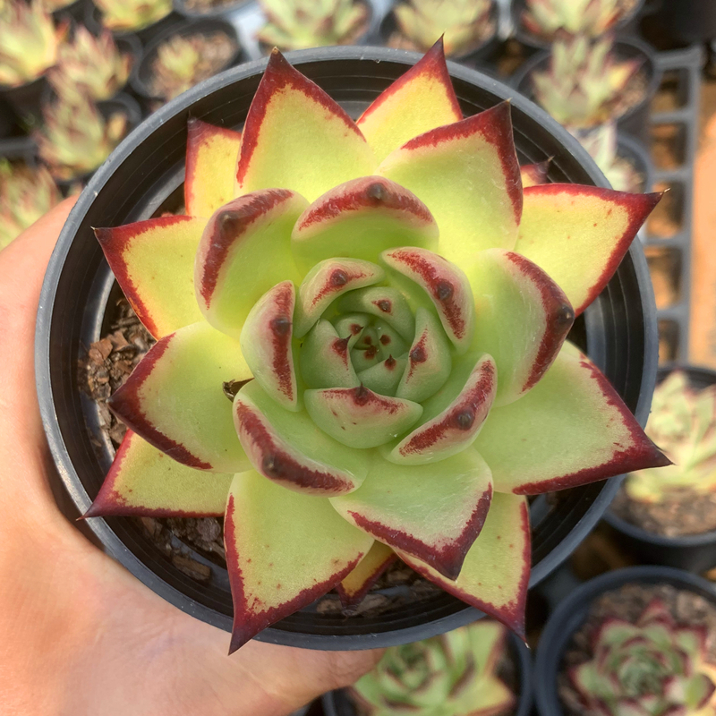 茗居园艺 黑檀之乌木多肉植物 实物拍摄 冬云系黑背品种 实物拍摄