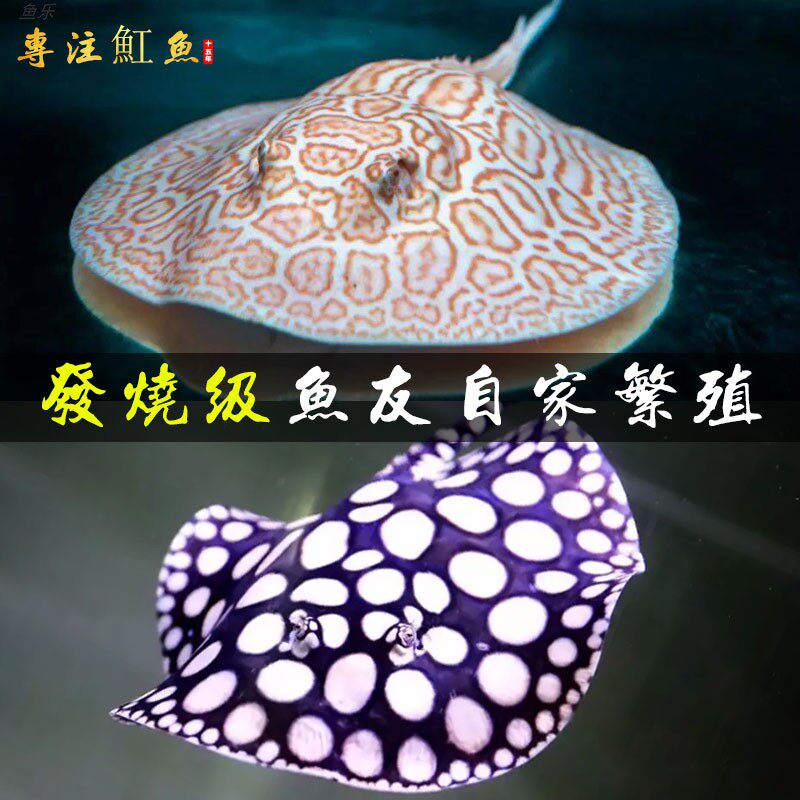 魟鱼活鱼黑白皇冠珍珠满天星魔鬼鱼胎生白子虹鱼魟鱼苗练手观赏鱼