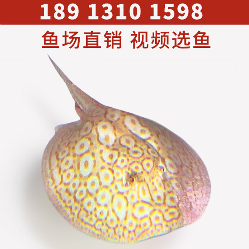 热带淡水变异练手白子化纹黑帝金虹皇冠黑白魟鱼活体小鱼苗工厂家
