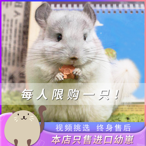 纯种龙猫活物房子幼崽公过疫苗