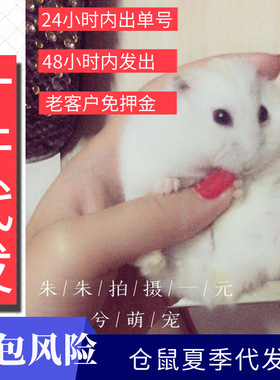 2026代发小仓鼠三线布丁紫仓银狐活物金丝熊长毛熊卷毛熊不包风险