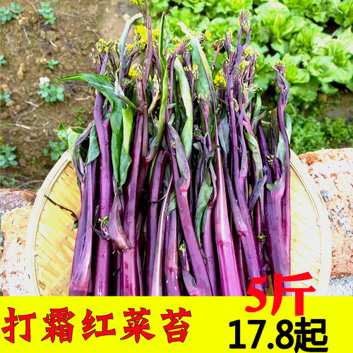 湖南红菜苔新鲜农家自种紫菜苔嫩菜心时令蔬菜打霜菜青菜4斤包邮