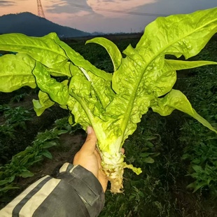 新鲜莴笋莴笋叶带一点点莴笋头