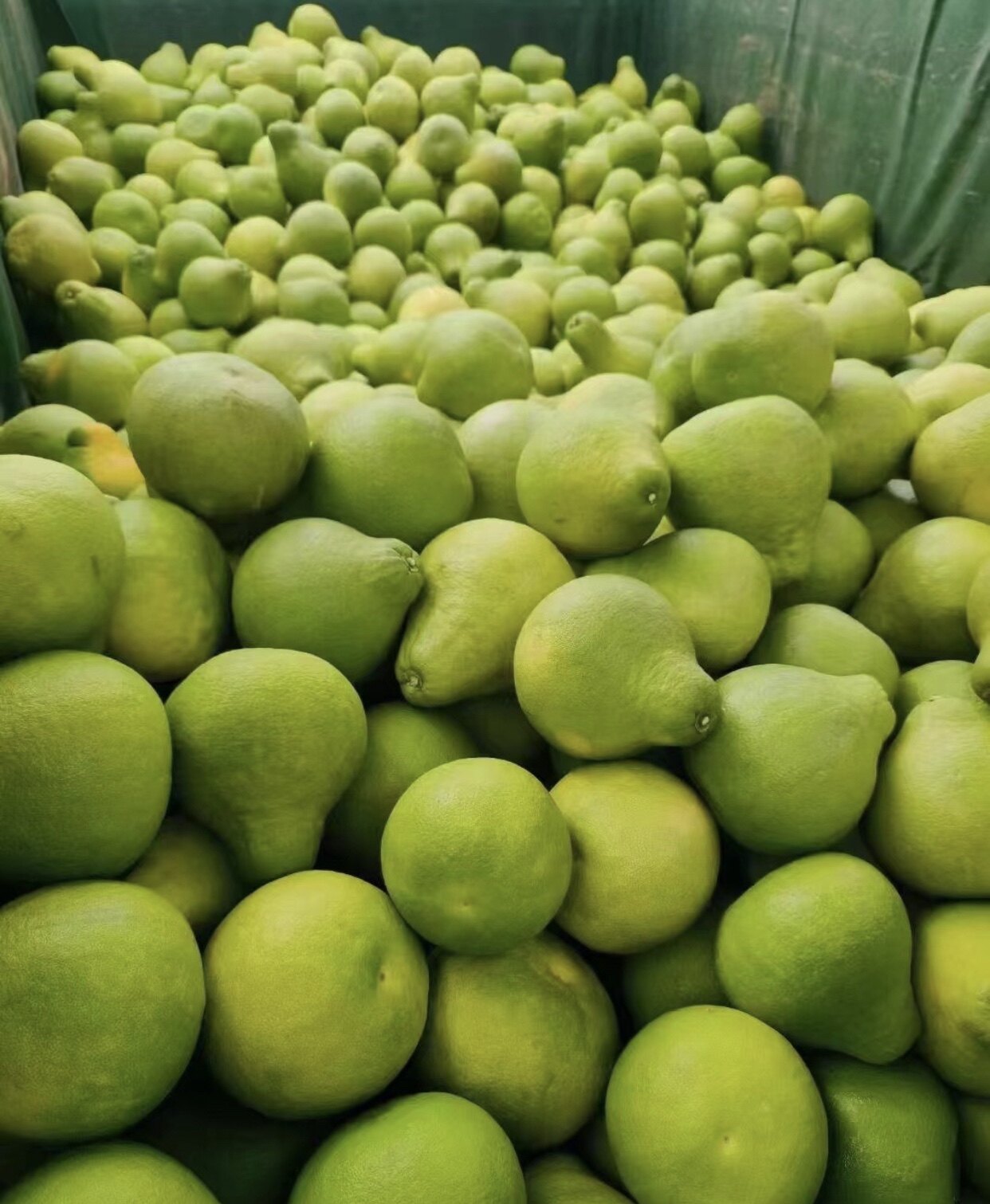 包邮50斤梅州沙田柚40斤好吃的纯甜正宗梅县金柚柚子