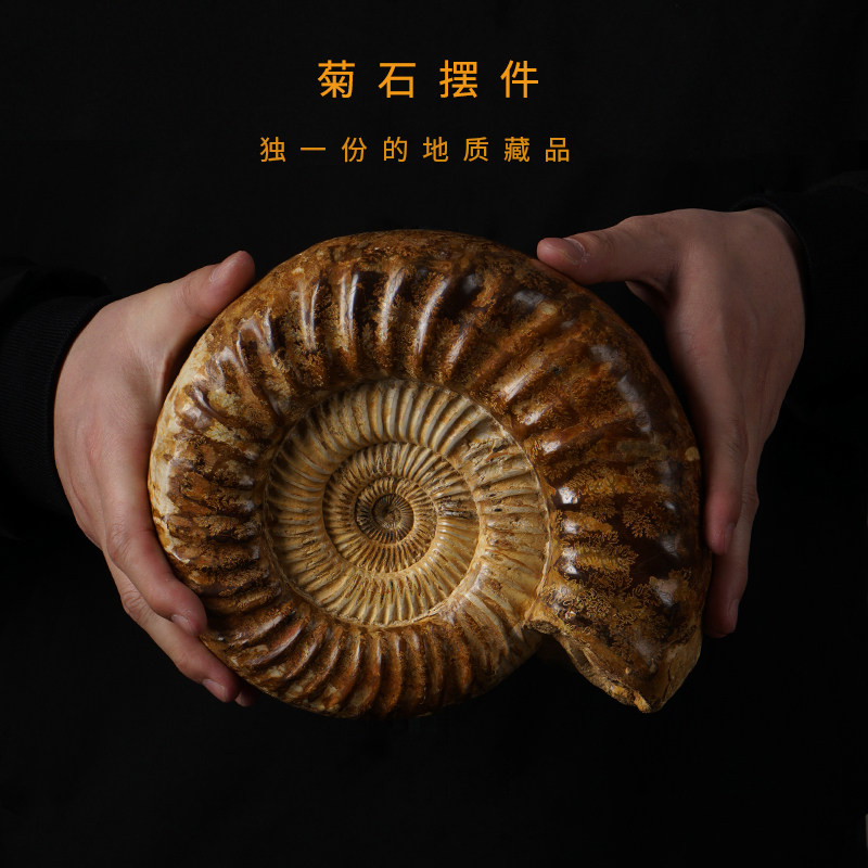 古生物化石标本菊石海螺摆件招财