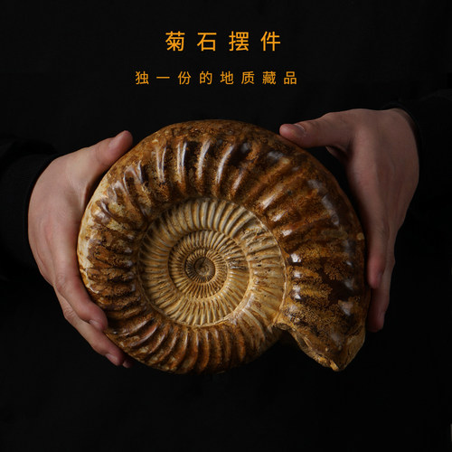 古生物化石标本菊石海螺摆件招财