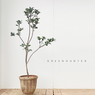 海岛春花石斑木生桩茶桌台造景盆景栽绿植老树桩大斜飘枝一物一拍