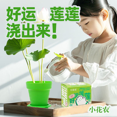 儿童种植迷你小盆栽莲花趣味解压绿植桌面植物花卉摆件小礼品