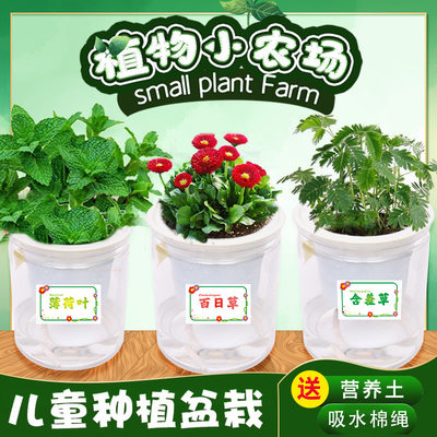 小花农自吸水系列农场盆栽植物观察发芽幼儿园儿童种植diy儿童