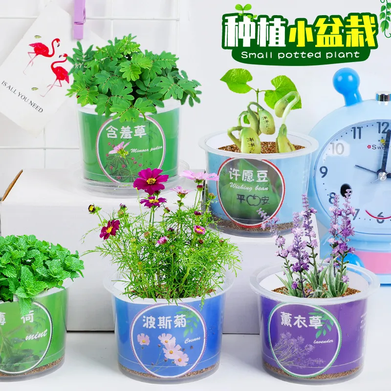 盆栽绿植四季可养办公室桌面摆件花卉幼儿园男女奖品礼物小盆栽新