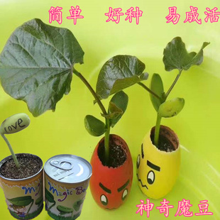 爱情草魔豆神奇刻字种子创意迷你礼品小植物带字豆定制长字豆盆栽