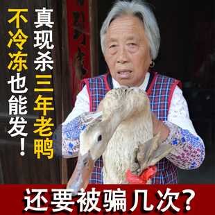 枞阳老鸭三年老鸭子农家散养麻鸭新鲜鸭子肉整只活体现杀水鸭土鸭