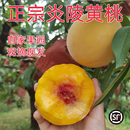 高山农家桃子脆甜10斤 湖南正宗炎陵黄桃新鲜水果现摘现发大果当季