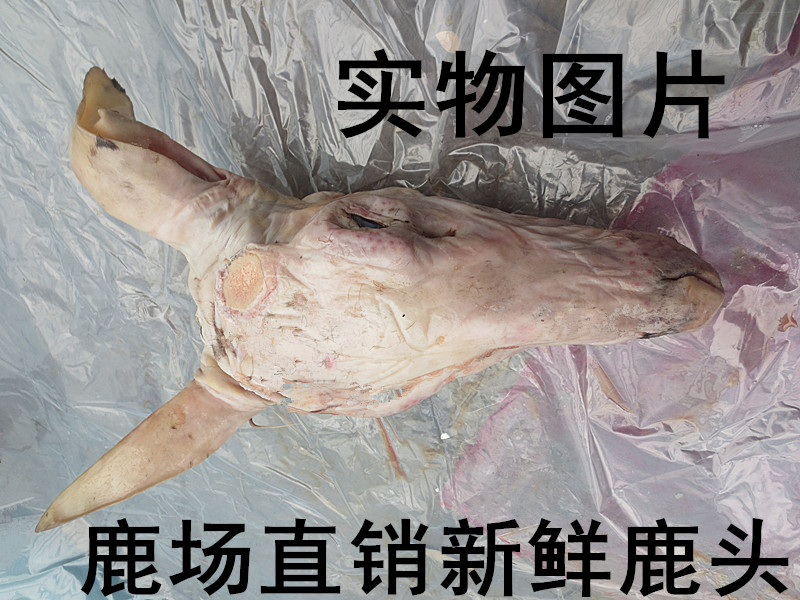 鹿产品养殖吉林梅花鹿肉鹿头公鹿母鹿整新鲜冷冻去毛鹿脑鹿场