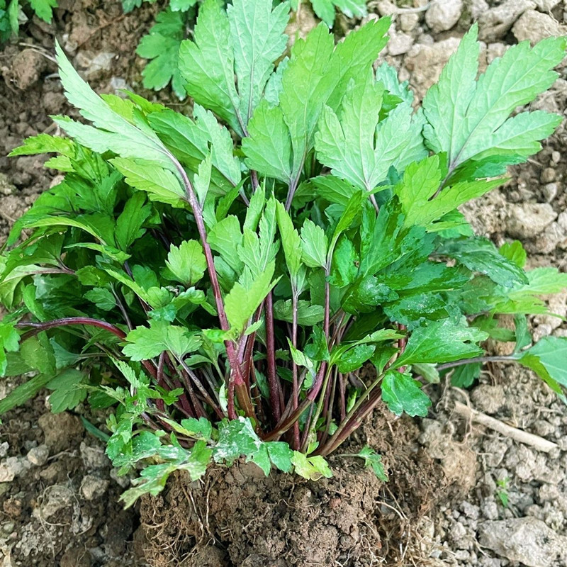 珍珠菜花盆活血多年生