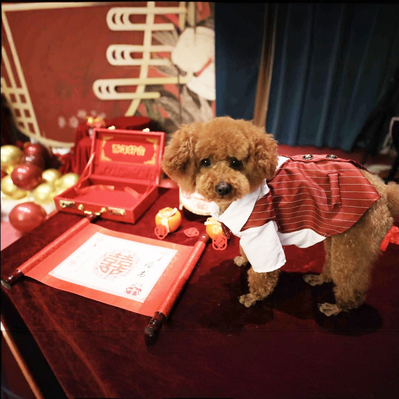 狗狗猫咪结婚西装夏季清凉款礼服