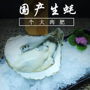 国产湛江纯净鲜活生蚝牡蛎150g  如需杀好请备注