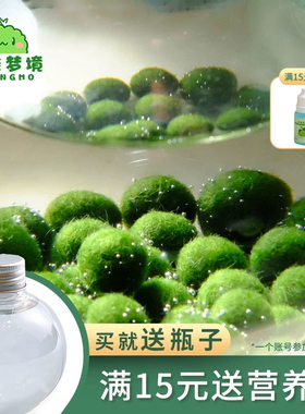 marimo幸福莫海藻球宠物微景观生态瓶办公室水培植物绿球藻营养液