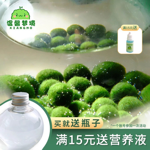 marimo幸福莫海藻球宠物微景观生态瓶办公室水培植物绿球藻营养液