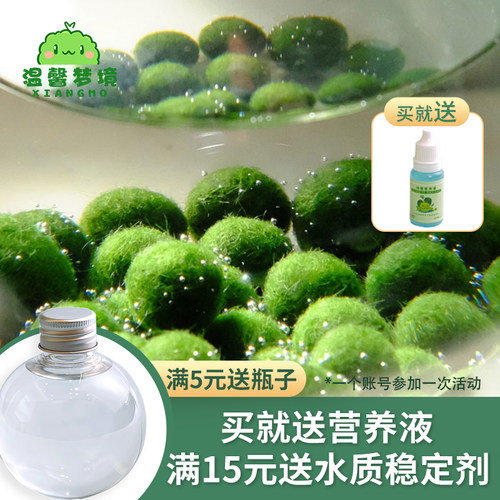 水培海藻球懒人好养室内绿植网红