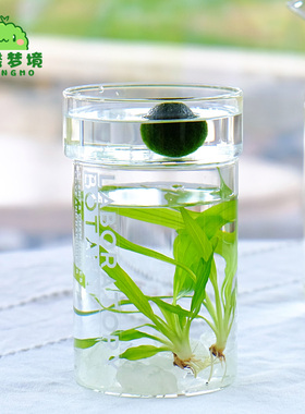 marimo幸福海藻球生态瓶绿球藻微景观水培植物水气森林送营养液