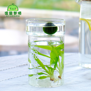 marimo幸福海藻球生态瓶绿球藻微景观水培植物水气森林送营养液