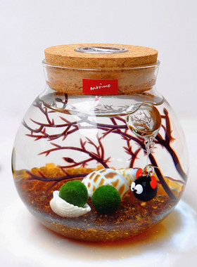 包邮marimo幸福莫海藻球微景观生态瓶球藻盆栽室内水培植物营养液