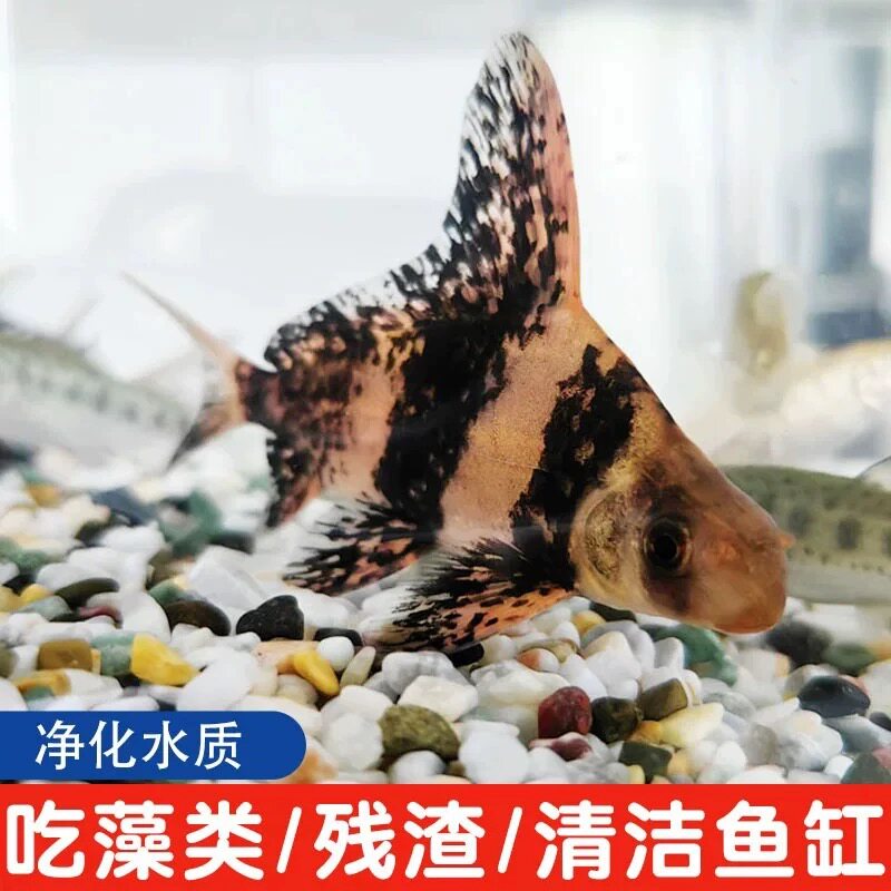 一帆风顺鱼耐寒冷水鱼清道夫胭脂鱼活体淡水养殖新手好养耐活图片