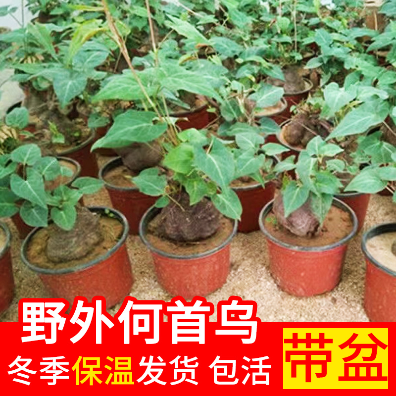 何首乌苗爬藤苗子风水盆景何首乌种植苗中草药种植苗何首乌盆栽