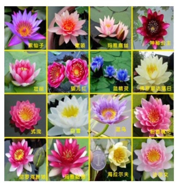 睡莲 水生花卉碗栽睡莲种根 睡桌面绿植
