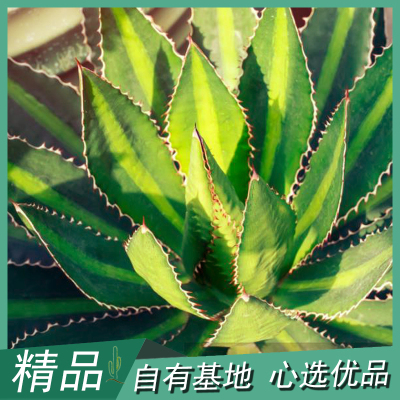 超美户外好养龙舌兰科植物