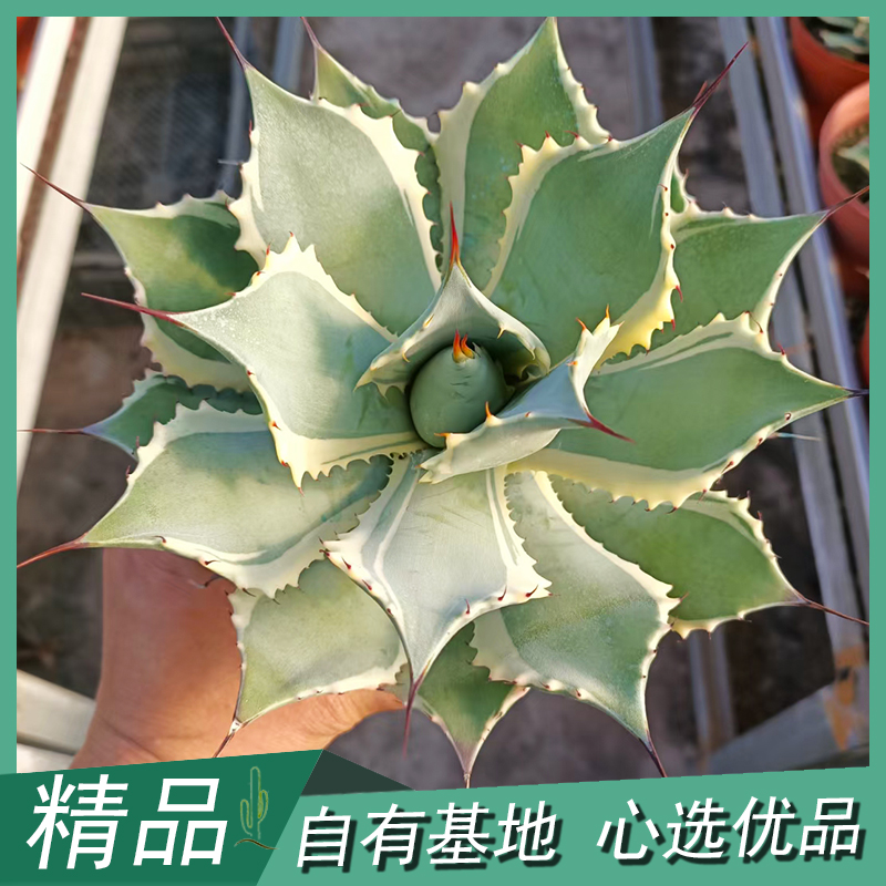 超大丰雷神大型龙舌兰科多肉民宿景观设计造景庭院沙生植物