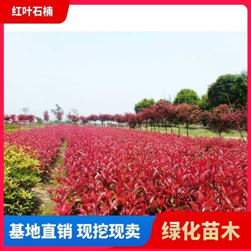 红叶石楠树苗篱笆苗栀子花红继木小苗球杜鹃四季庭院花坛绿化树苗