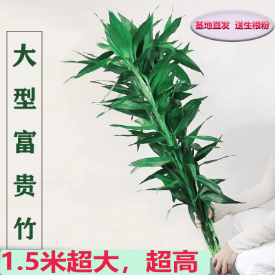 富贵竹大粗竹室内绿植花