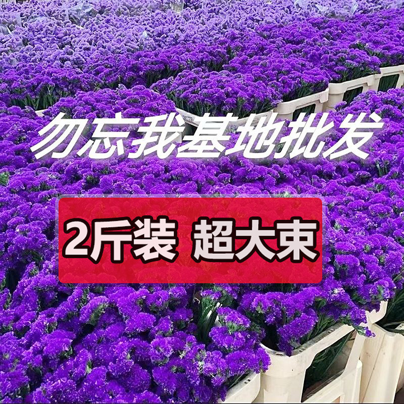 云南天然风干干花花束勿忘我真花装饰摆件客厅大束插花满天星批发图片