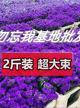 云南天然风干干花花束勿忘我真花装饰摆件客厅大束插花满天星批发