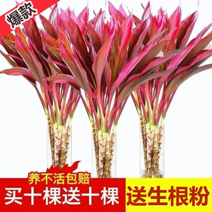 竹子水养富贵竹富贵竹粗竹发财植物团购转运盆栽正宗朱蕉办公室