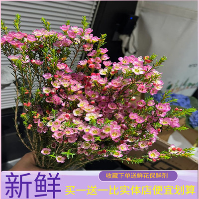 澳洲腊梅云南基地直发过年客厅鲜切花室内水养花卉年宵节日批发