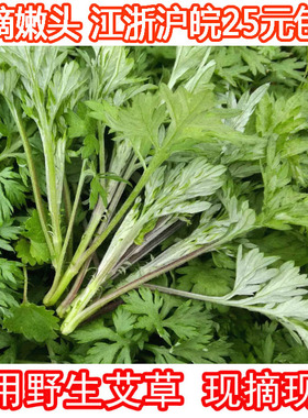 新鲜嫩艾叶食用 野菜 鲜艾叶清明草做青团的草田艾草苏浙沪皖包邮