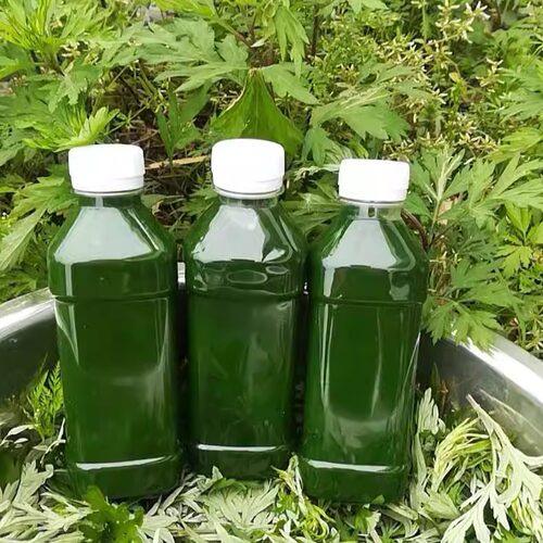 新鲜艾草汁 青团专用原料汁 艾草浆 糍粑 农家现榨野生艾草汁