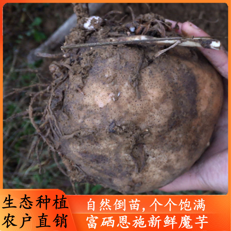 富硒高山农家自种新鲜大个磨豆腐麻辣烫火锅灰菜花魔芋爽生魔芋头,水产肉类/新鲜蔬果/熟食,芋头,淘宝优惠券,粉丝福利购,淘宝优惠卷
