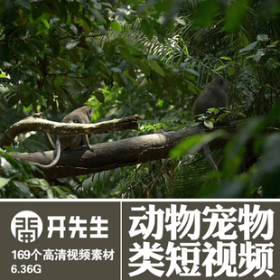 飞鸟猫狗猴蛇鳄鱼蜜蜂蚂蚁刺猬犀鸟鲸鲨抖音快手短视频无版权素材